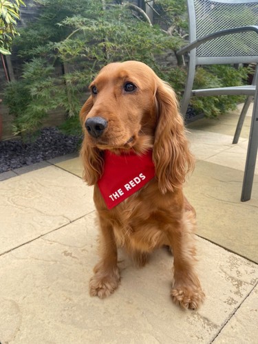 Liverpool the reds dog bandana - the,