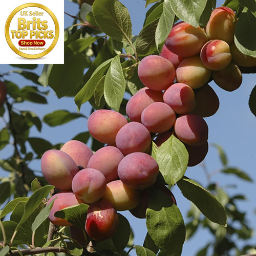 Victoria plum patio fruit tree - victoria,