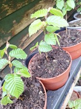 Hornbeam carpinus betulus - 3x,