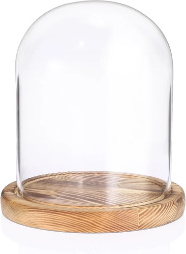 Sumnacon glass display - sumnacon, cloche