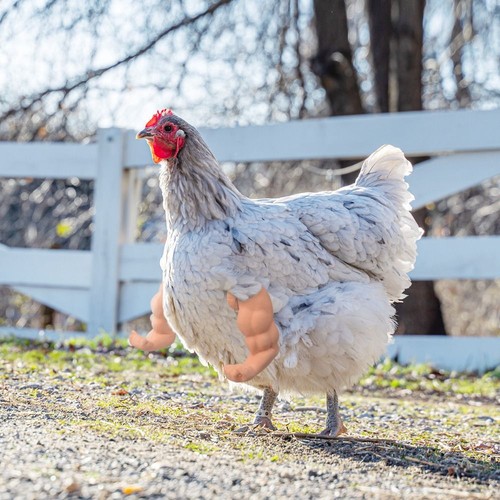 Funny fighting chicken arms - funny,
