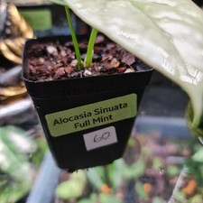 Alocasia Sinuata Full Mint plant.