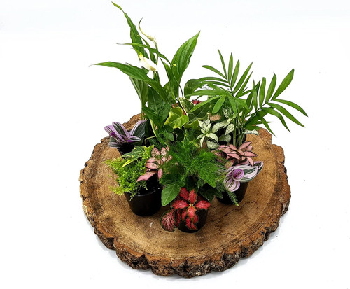 Closed terrarium plants - 3, •