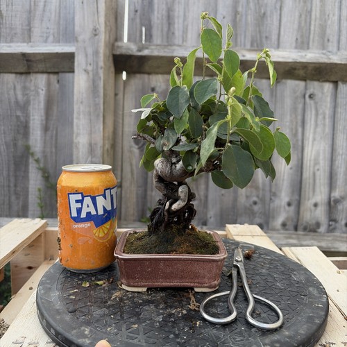Japanese flowering pear - japanese, •