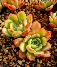Echeveria Salmon succulent