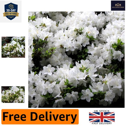 Established dwarf azalea - established,