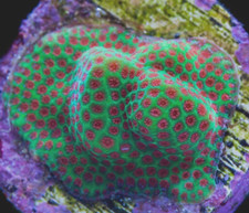 Green/Red Porites Encrusting