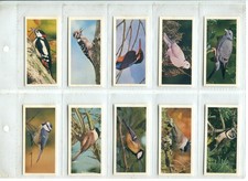 British Birds 1976 Craven Black Cat Cigarette Cards - Full Set of 50 Cards