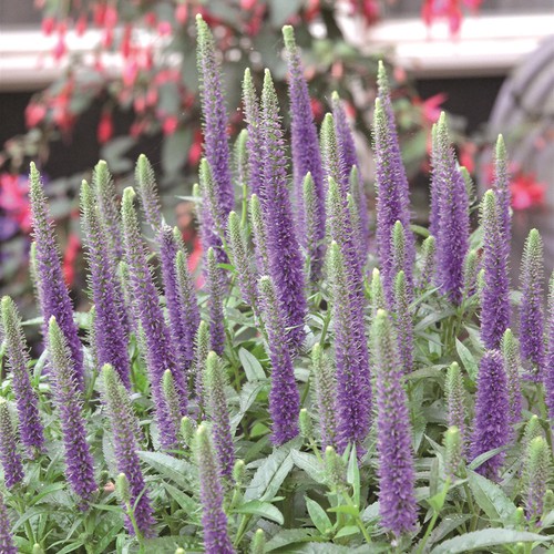 Veronica ulster blue dwarf - ulster,