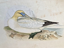 Gannet Antique Hand Coloured Bird Engraving Rev. Morris  1851-1890