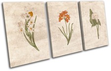 Botanical Vintage House Plant