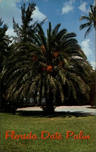 Florida date palm tree - , ~