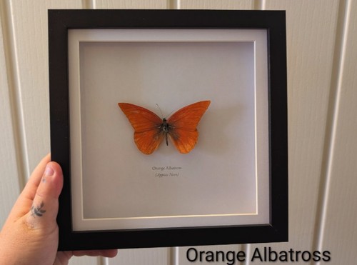 Framed orange albatross - framed,