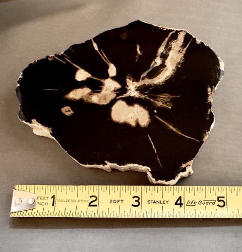 Polished petrified wood fossil - wood,
