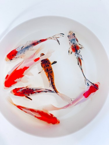Goldfish pond pack for - pack,