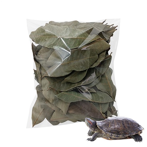 Leaf litter for turtle - leaf,