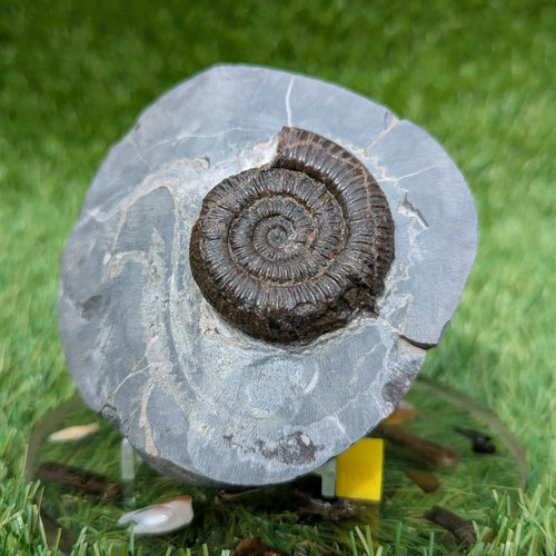 Dactylioceras ammonite fossil