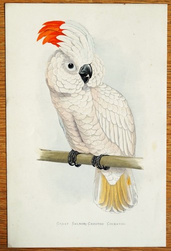 Antique parrot print - print, salmon