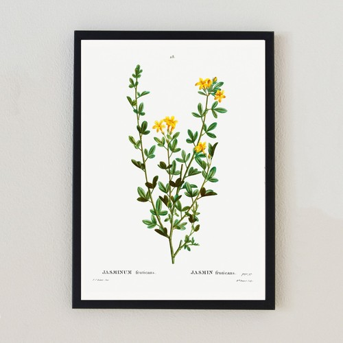 Botanical vintage illustration - botanical,