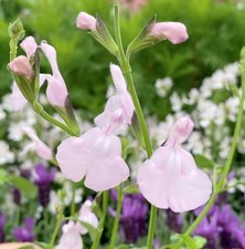 Salvia 'Naomi Tree' Hardy