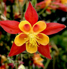 50 Aquilegia  Columbine  Seeds - Tequila Sunrise - Red/Yellow - Perennial