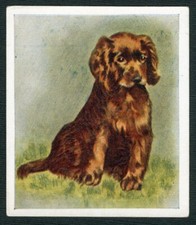 SUSSEX SPANIEL PUPPY GODFREY PHILLIPS OUR PUPPIES 1936 DOG CIGARETTE CARD #25