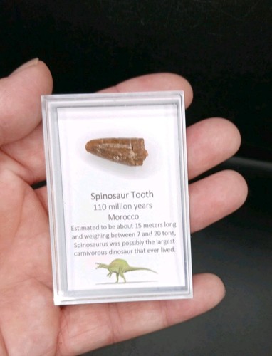 Fossil spinosaur tooth - spinosaur,