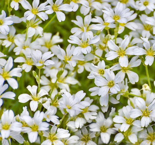 1300x snow summer - summer, perennial