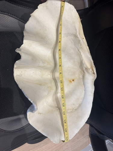 Large natural unpolished clam - natural,