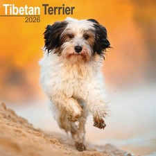Tibetan Terrier Calendar 2026