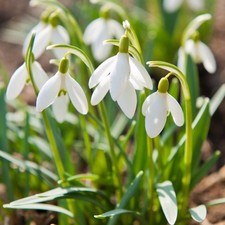 Snowdrops galanthus mix 10x - mix,