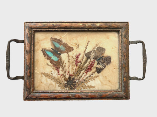 Vintage butterfly specimen - vintage,