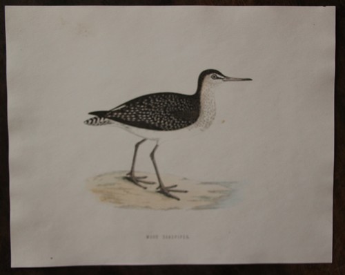 19th century english bird - 19th,
