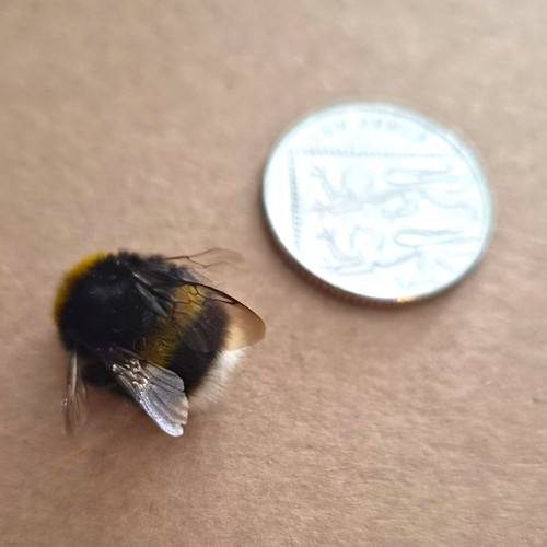 Bee insect taxidermy specimen - insect,
