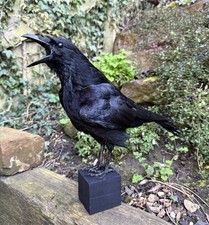 TAXIDERMY XL Calling Crow