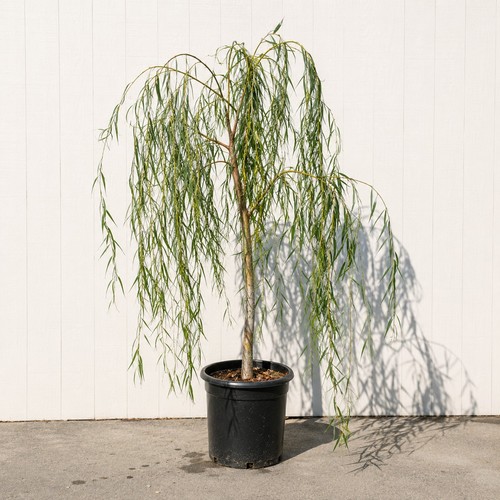 3ft tall golden - tall,