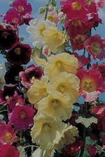 Hollyhocks mix, organic seeds
