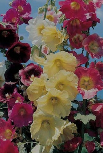 Hollyhocks mix organic - mix,,