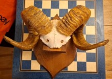 Vintage Partial Real Ram Skull