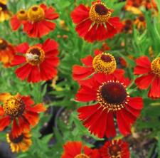 Helenium Autumnale Red & Gold HP, Sow Feb-Oct, Stunning Hardy Perennial 50 Seeds