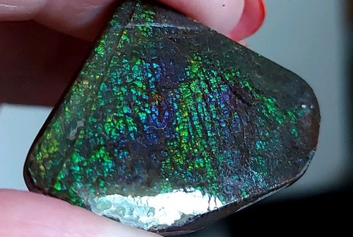 Canadian ammolite - x,