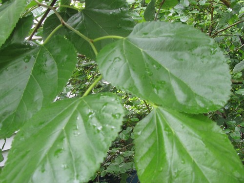 Fresh picked mulberry - 20+fresh,
