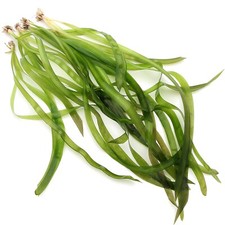 Vallisneria Gigantea Rubra Giant Live Aquarium Plants Tropical K2AQUA