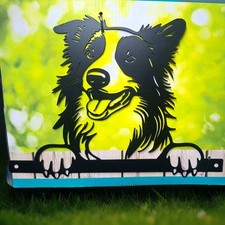 Peeking Border Collie Fence