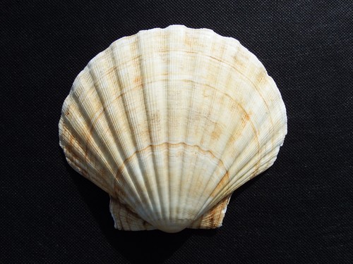 Extra large scallop - extra, shells