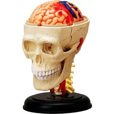 iDENTical 4D Skull Education