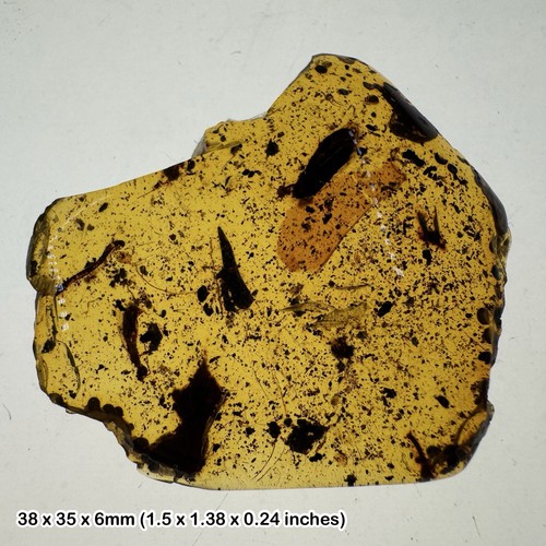 Burmese cretaceous amber with - burmese,