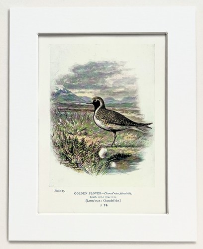 Golden plover bird nest - plover, bird,