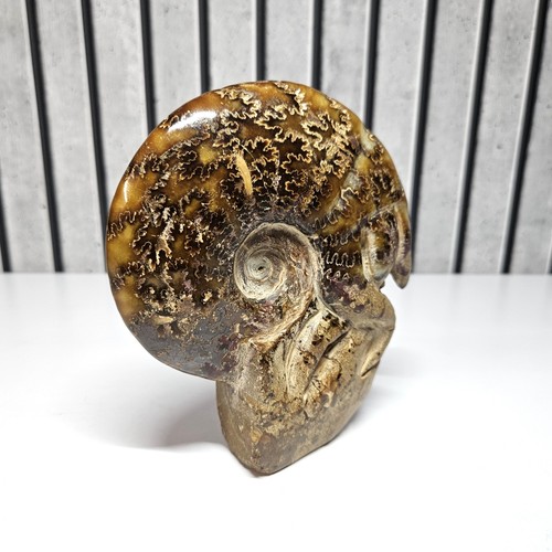 Ammonite natural tentacle - ammonite,
