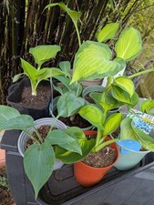 Hosta funky mix lucky dip in 1